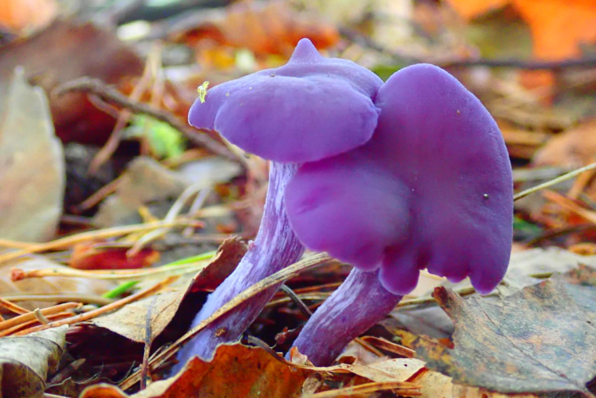 Mycorrhizal mycelium as a global carbon pool