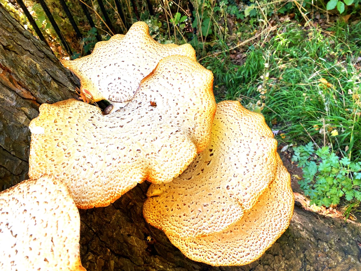 Organise a mushroom growing experience and team day out