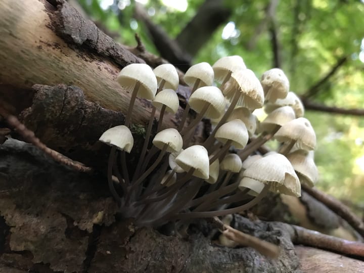 Why mushrooms are starting to replace everything