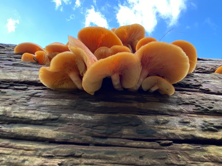 MycoStories