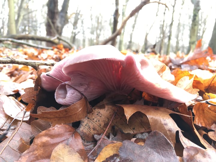 Why Procurement needs to care about fungi