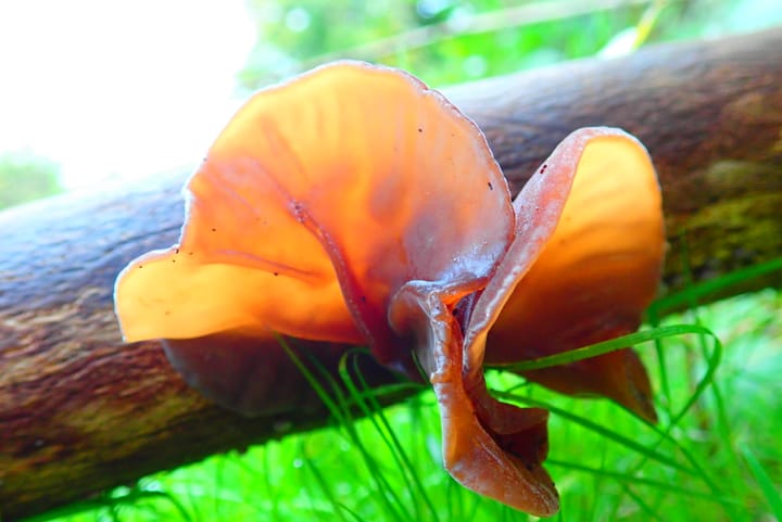 Contribution of Fungi to the Global Biodiversity Framework