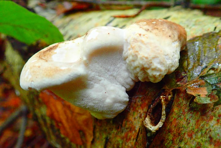 The Mushroom Hour Podcast