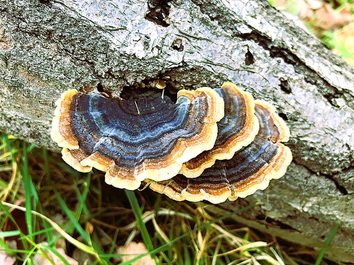 Caley Bros Blog: The difference between functional and medicinal mushrooms