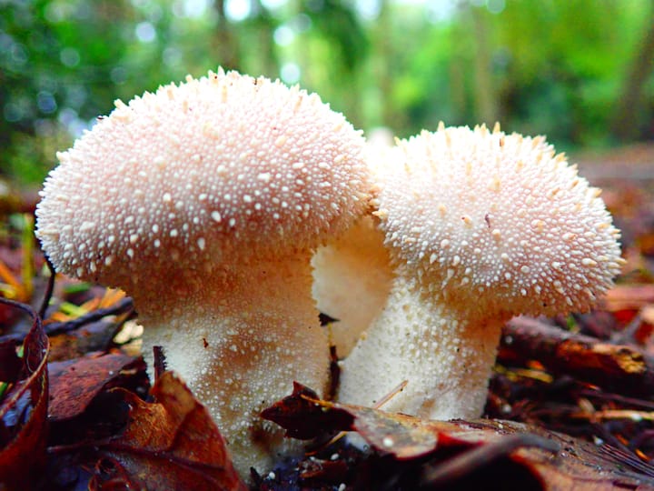 A modern guide to growing fungi
