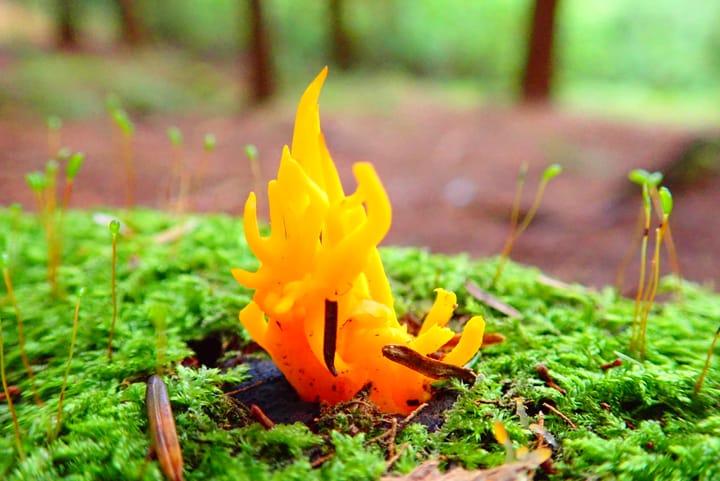 Contribute to fungi conservation in fewer than 2 minutes