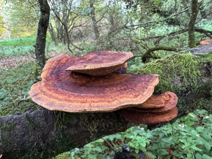 Sustainability and Fungi Training