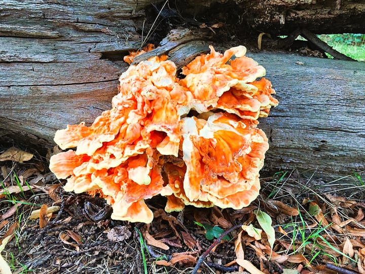 Indulge in mycogastronomy